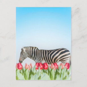 Cartão Postal Zebra entre as Tulipas