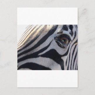 Cartão Postal Zebra Eye