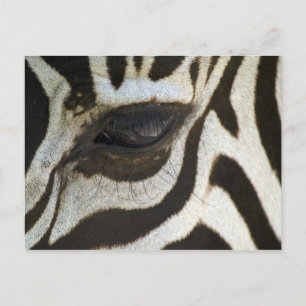 Cartão Postal Zebra, Feche os Olhos