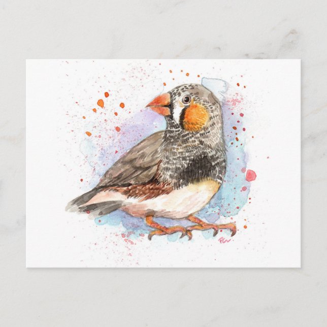 Cartão Postal Zebra Finch (Frente)