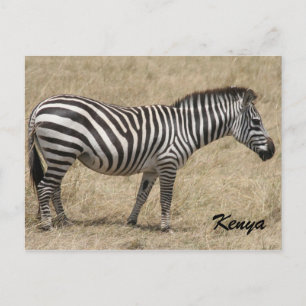 Cartão Postal zebra kenya