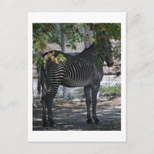 Cartão Postal Zebra Love