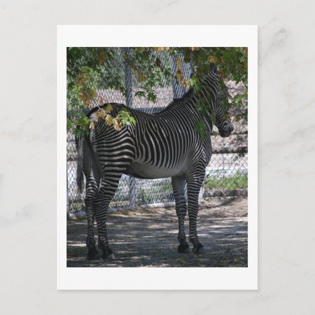 Cartão Postal Zebra Love (Frente)