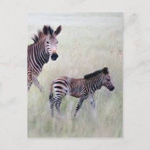 Cartão Postal Zebra, mãe e bebê
