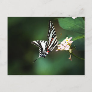 Cartão postal Zebra minúsculo