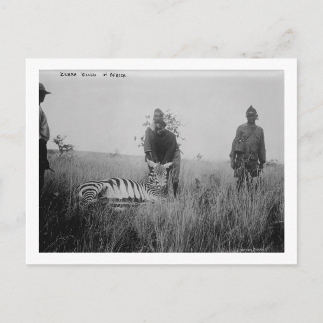 Cartão Postal Zebra morta por nativos na África, fotografia (Frente)