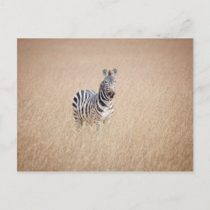 Cartão Postal Zebra na grama alta