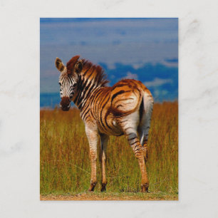 Cartão Postal Zebra na montanha