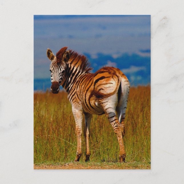 Cartão Postal Zebra na montanha (Frente)
