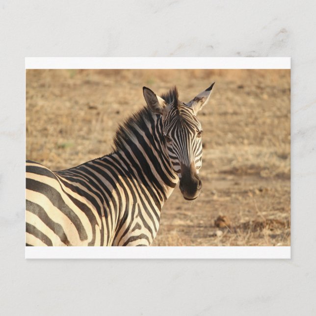 Cartão Postal Zebra na Savana (Frente)