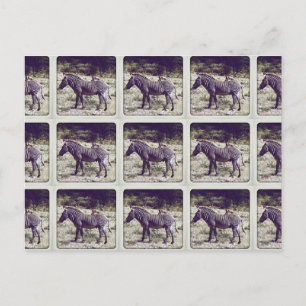 Cartão Postal Zebra no Quênia