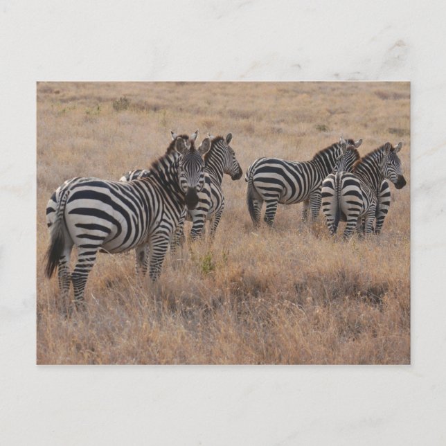 Cartão Postal Zebra no Quênia (Frente)