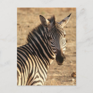 Cartão Postal Zebra no savana