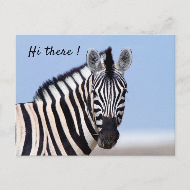 Cartão Postal Zebra olhando para você com texto de foto azul do  (Frente)