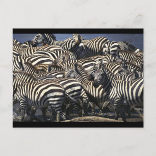 Cartão Postal Zebra Pack