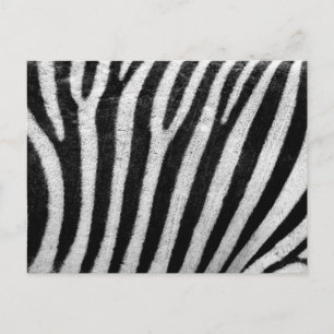 Cartão Postal Zebra Pattern