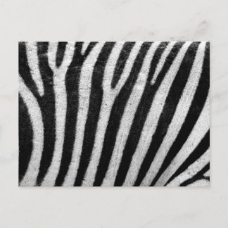 Cartão Postal Zebra Pattern