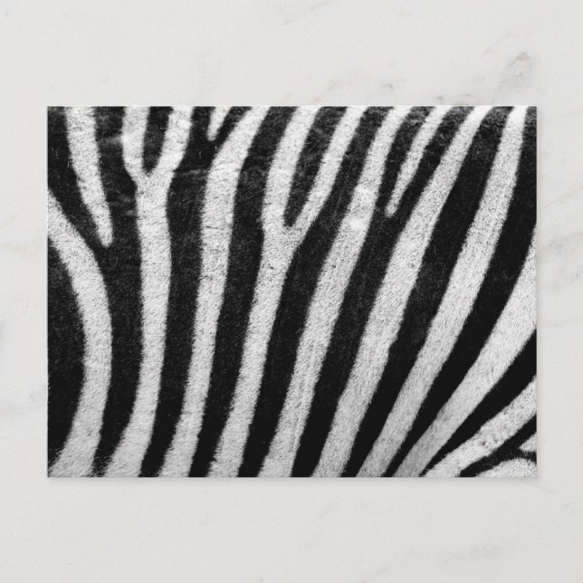Cartão Postal Zebra Pattern (Frente)