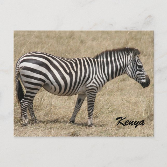 Cartão Postal zebra Quênia (Frente)