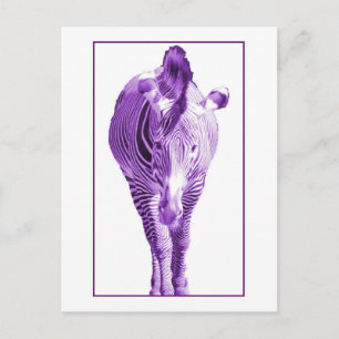 Cartão Postal Zebra roxa