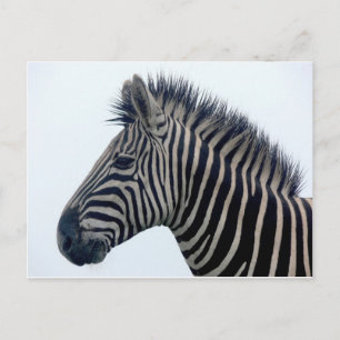 Cartão Postal Zebra Safari Fofo Listras Africanas Elegantes