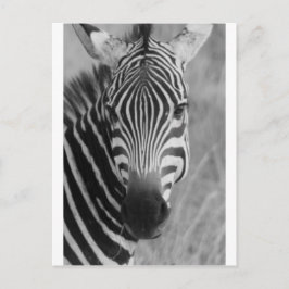 Cartão Postal Zebra Safari - Torres Clássicas Africanas Cutas