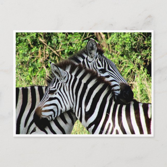 Cartão Postal zebra snuggle (Frente)
