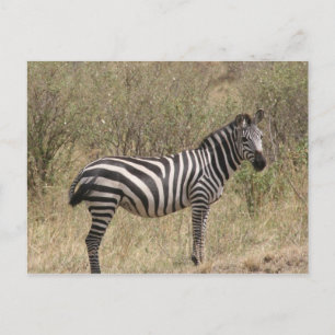 Cartão Postal zebra solitária