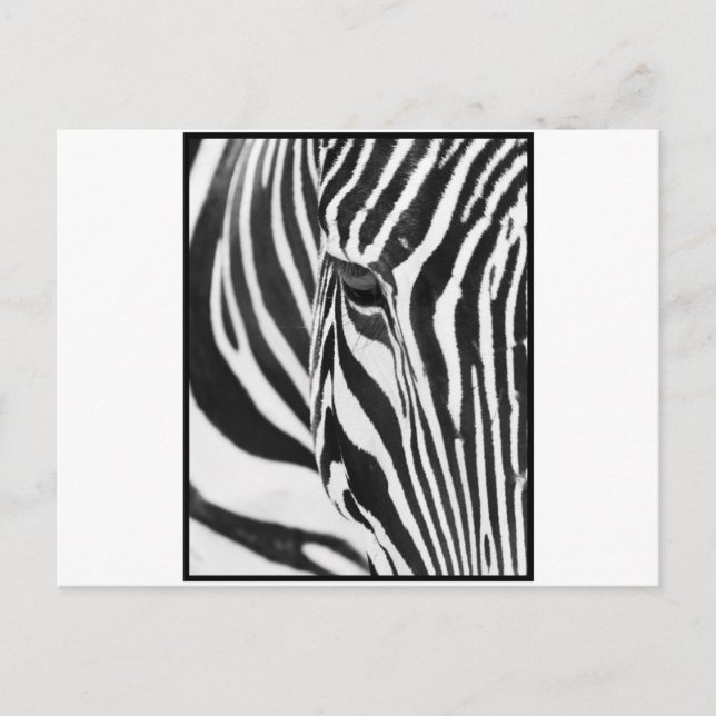 Cartão Postal Zebra Stare (Frente)