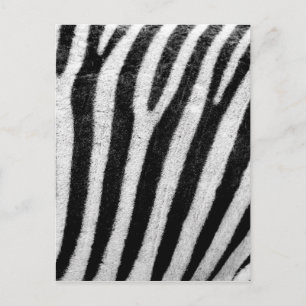 Cartão Postal Zebra Stripes