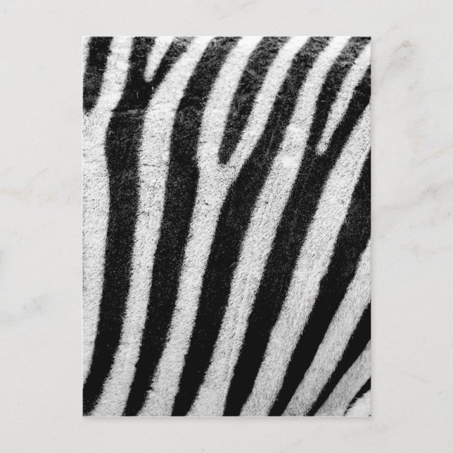 Cartão Postal Zebra Stripes (Frente)