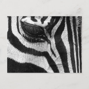 Cartão Postal Zebra Stripes