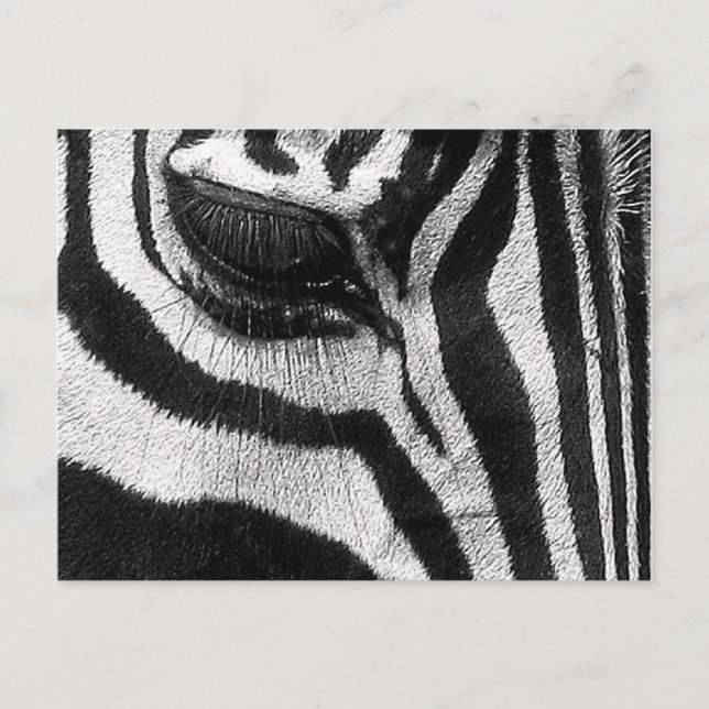Cartão Postal Zebra Stripes (Frente)
