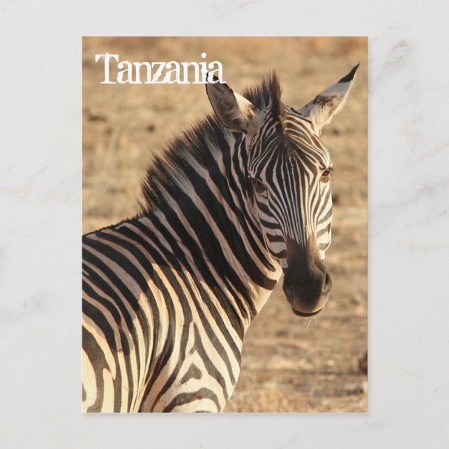 Cartão Postal Zebra, Tanzânia (Frente)
