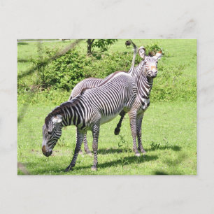 Cartão Postal Zebra zangada
