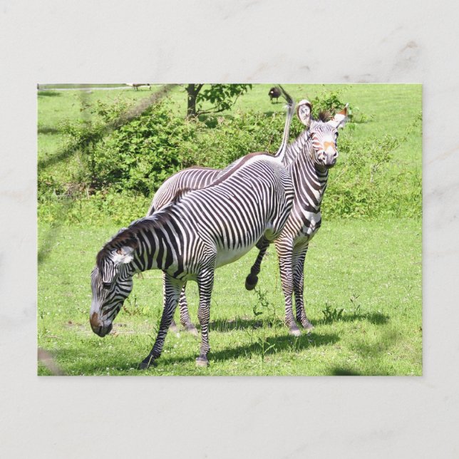 Cartão Postal Zebra zangada (Frente)