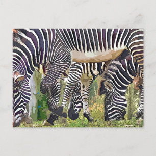 CARTÃO POSTAL ZEBRAS