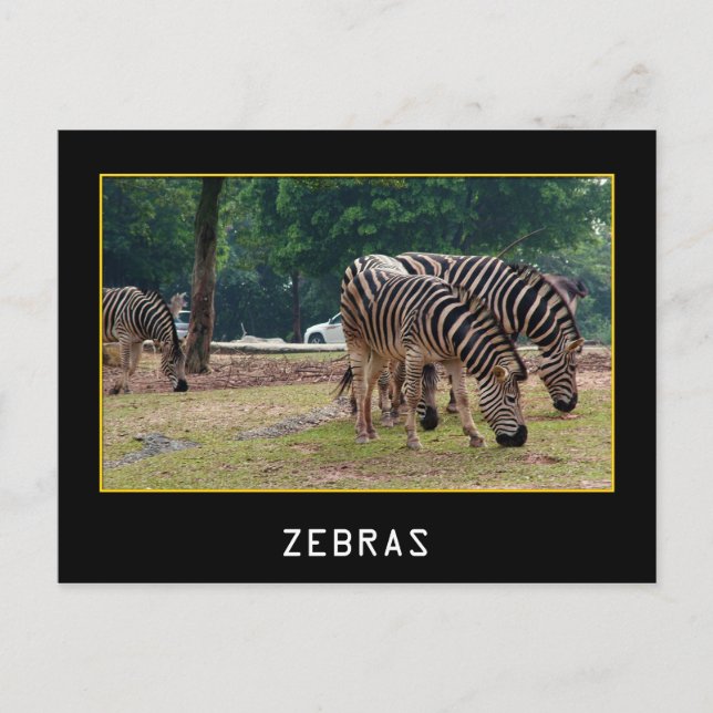 Cartão Postal Zebras (Frente)