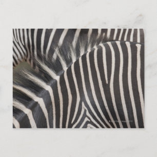 Cartão Postal Zebras