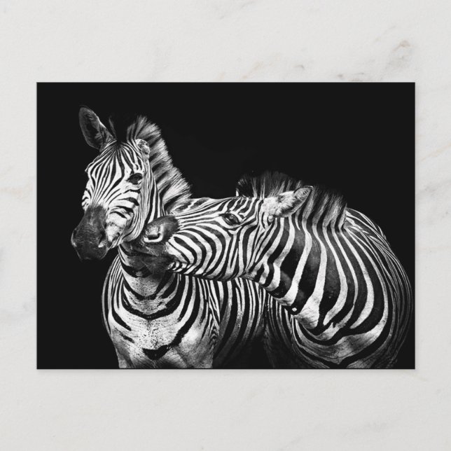 Cartão Postal Zebras (Frente)