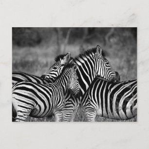 Cartão Postal Zebras