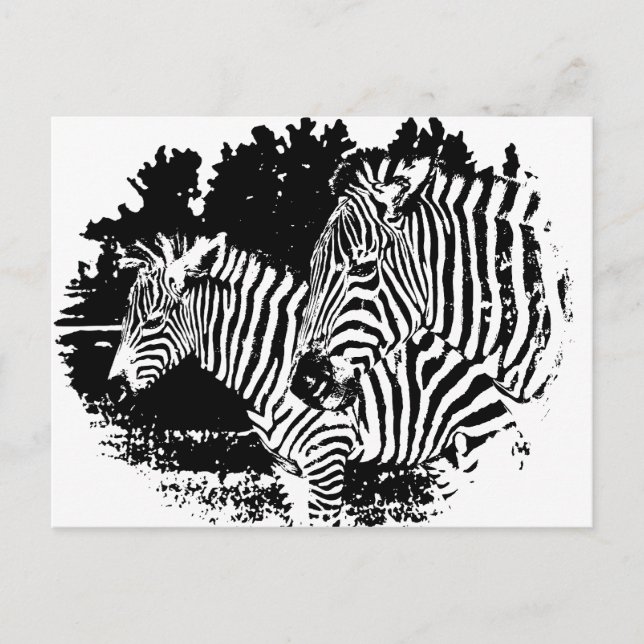 Cartão Postal zebras (Frente)
