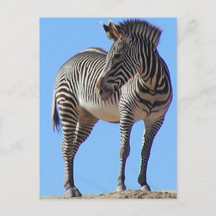 Cartão Postal Zebras