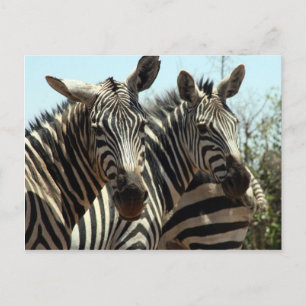 Cartão Postal zebras