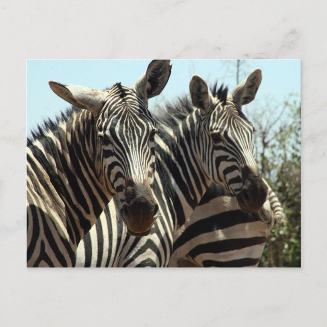 Cartão Postal zebras (Frente)