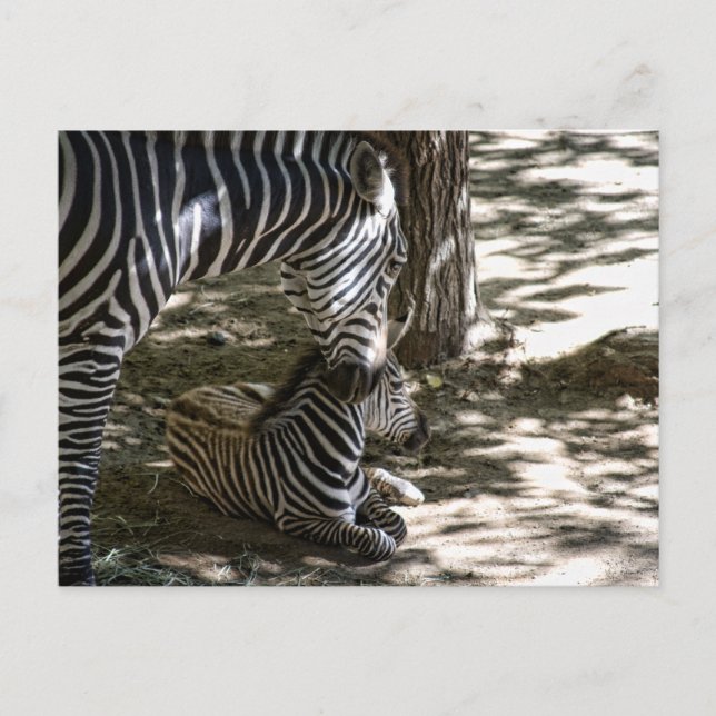Cartão Postal zebras (Frente)