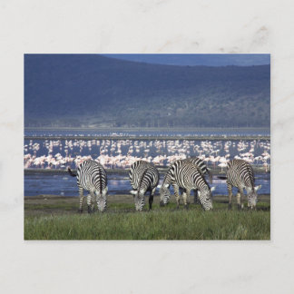 Cartão Postal Zebras