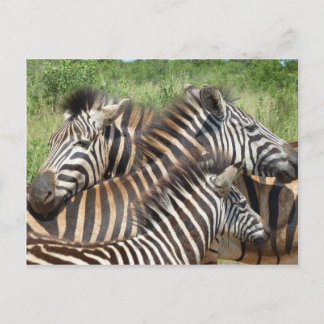 Cartão Postal Zebras África do Sul