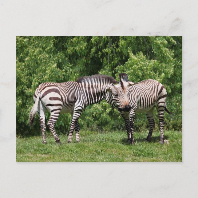 Cartão Postal Zebras Apaixonadas (Frente)