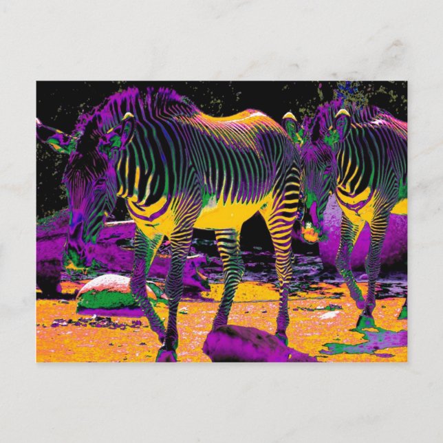 Cartão Postal Zebras Coloridos (Frente)